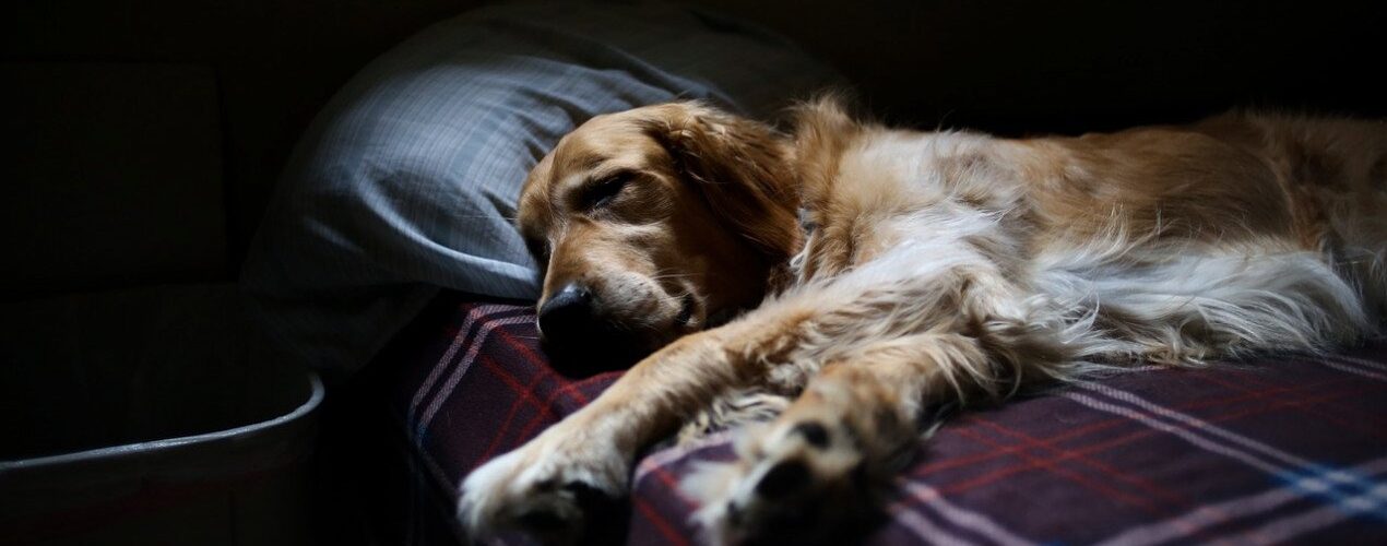 De ce să alegi serviciile de eutanasiere la domiciliu pentru câinele tău